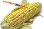 &lt;p&gt;ГМО-продукты. Фото: 24tv.ua&lt;/p&gt;