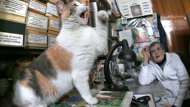 Белочка. Ученая кошка живет в Институте зоологии и последнее время стала прогуливать заседания