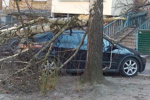 В Киеве рухнувшее дерево раздавило машину