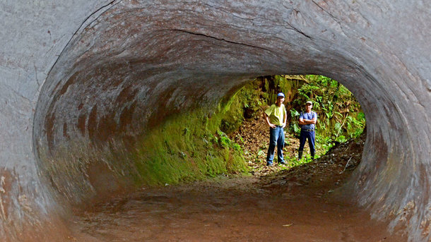 В Бразилии обнаружили туннели, вырытые гигантскими ленивцами