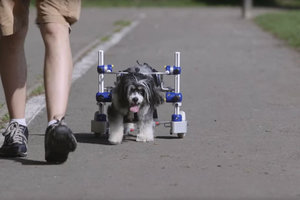 Пострадавшей в ДТП собаке сделали колесные протезы