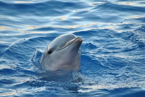 В Одессе на берег выбросило дельфина