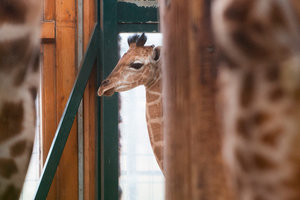 Жирафа Эйприл из зоопарка в США наконец родила: прямая трансляция (18+)