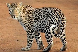 В Индии леопард серьезно ранил несколько человек