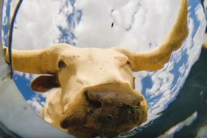 Видеохит: эколог спрятал камеру в ведре, чтобы снять животных, пьющих воду