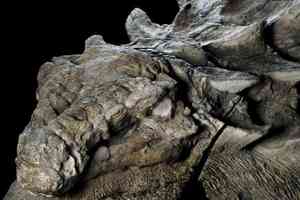 В Канаде ученые показали отлично сохранившуюся "мумию" динозавра