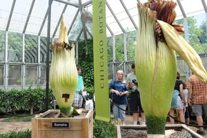 Видеофакт: в Ботаническом саду Чикаго расцвели гигантские зловонные цветы
