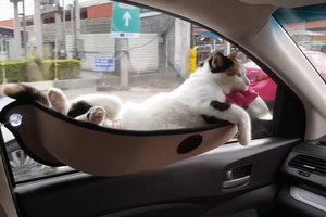 Пользователей Сети покорило видео с кошкой путешествующей в гамаке