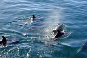 Дрон снял стаю дельфинов у берегов ЮАР