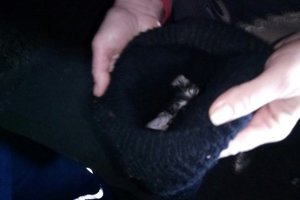 Под Киевом пожарные спасли крошечного котенка
