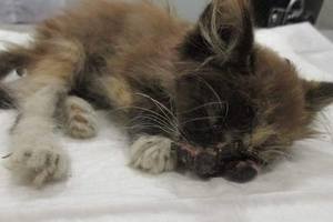 SOS: котенок, которому дети проломили голову и выдавили глаз, нуждается в помощи