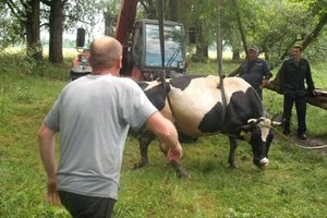 Под Киевом пожарные спасли корову из ловушки