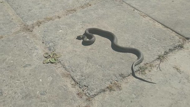 Змея на тротуарк во Львове. Фото: соцсети