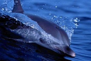На берег Феодосии выбросило мертвого дельфина с привязанным куском бетона