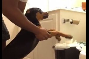 Момент воспитания: хозяин заставил пса собрать порванную им туалетную бумагу
