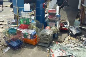 В Киеве во время сноса рынка погибли животные из зоомагазина