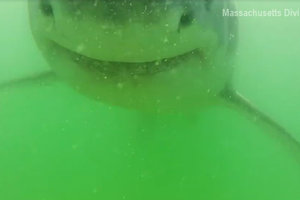 Акула погрызла камеру, на которую ее снимали ученые