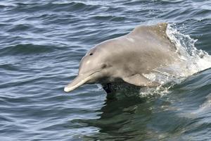 У берегов ОАЭ обнаружена крупнейшая в мире популяция индийского горбатого дельфина