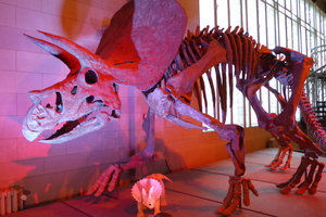 На стройке найдены останки трицератопса возрастом 66 млн лет: опубликовано видео