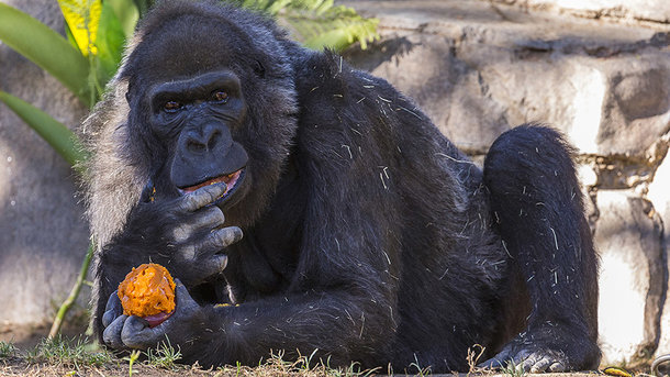 В американском зоопарке скончалась 60-летняя горилла Вила