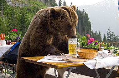 Картинки по запросу медведь и пиво