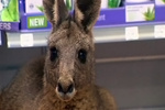 В аэропорту Мельбурна раненый кенгуру сам пришел в аптеку