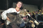 Самым большим котом страны стал киевлянин Вуйко
