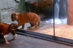 Двухлетний мальчик подружился с суматранским тигренком