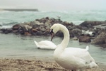 Лебеди облюбовали самый элитный пляж Одессы
