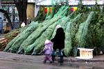 Почем зеленые красавицы на елочных базарах Одессы