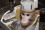 Иранская обезьяна тайно слетала в космос и вернулась на Землю