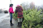 Сколько стоят елки в Киеве