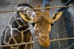 В датском зоопарке убили и расчленили жирафа на глазах у детей
