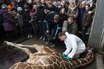 Сотрудников датского зоопарка грозят умертвить вслед за жирафом