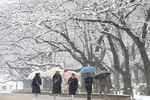 Японию охватил транспортный хаос из-за сильных снегопадов