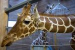 Датский зоопарк не собирается усыплять жирафа