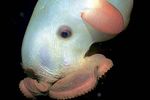 Топ 10  самых причудливых морских обитателей