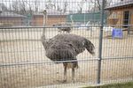 Зоопарк в Межигорье: страусы, фазаны, свиньи, косули и горный козел