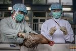 Птичий грипп добрался до Японии
