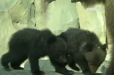 Как выглядят юные медвежата в Киевском зоопарке
