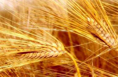 Из-за насилия в Украине в мире рекордно подорожала пшеница