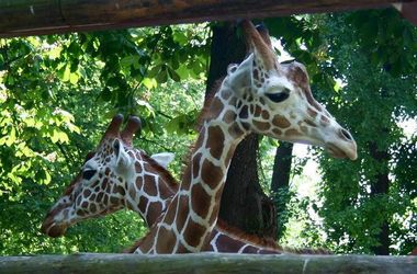 В Киевском зоопарке отпразднуют День жирафа