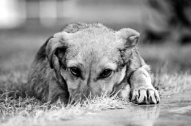 Киевские пожарные спасли бездомного пса