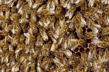 В "Борисполе" самолет захватили пчелы