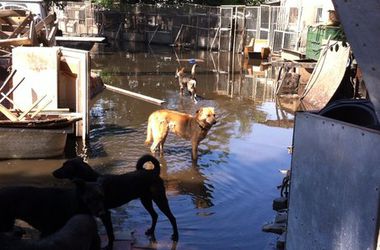 В Одессе затопило приют для бездомных животных