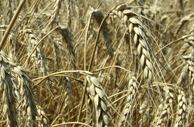 В мире рекордно подешевела пшеница