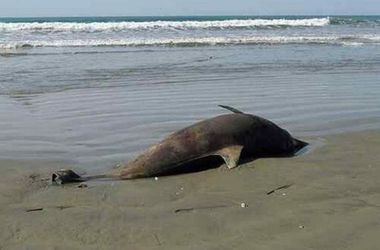 С пляжа под Одессой четыре дня не убирают мертвого дельфина