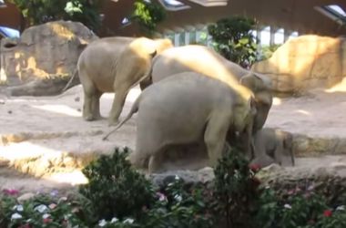 Слоновья взаимовыручка стала хитом Интернета