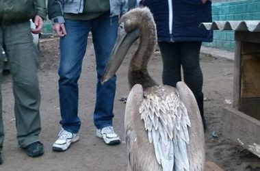 В Киевский зоопарк привезли розового пеликана-найденыша