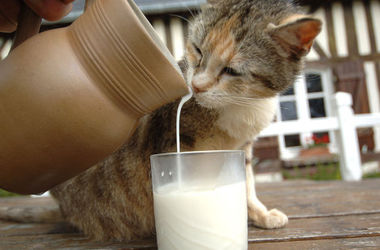Ученые объяснили, почему кошки аккуратно пьют жидкость